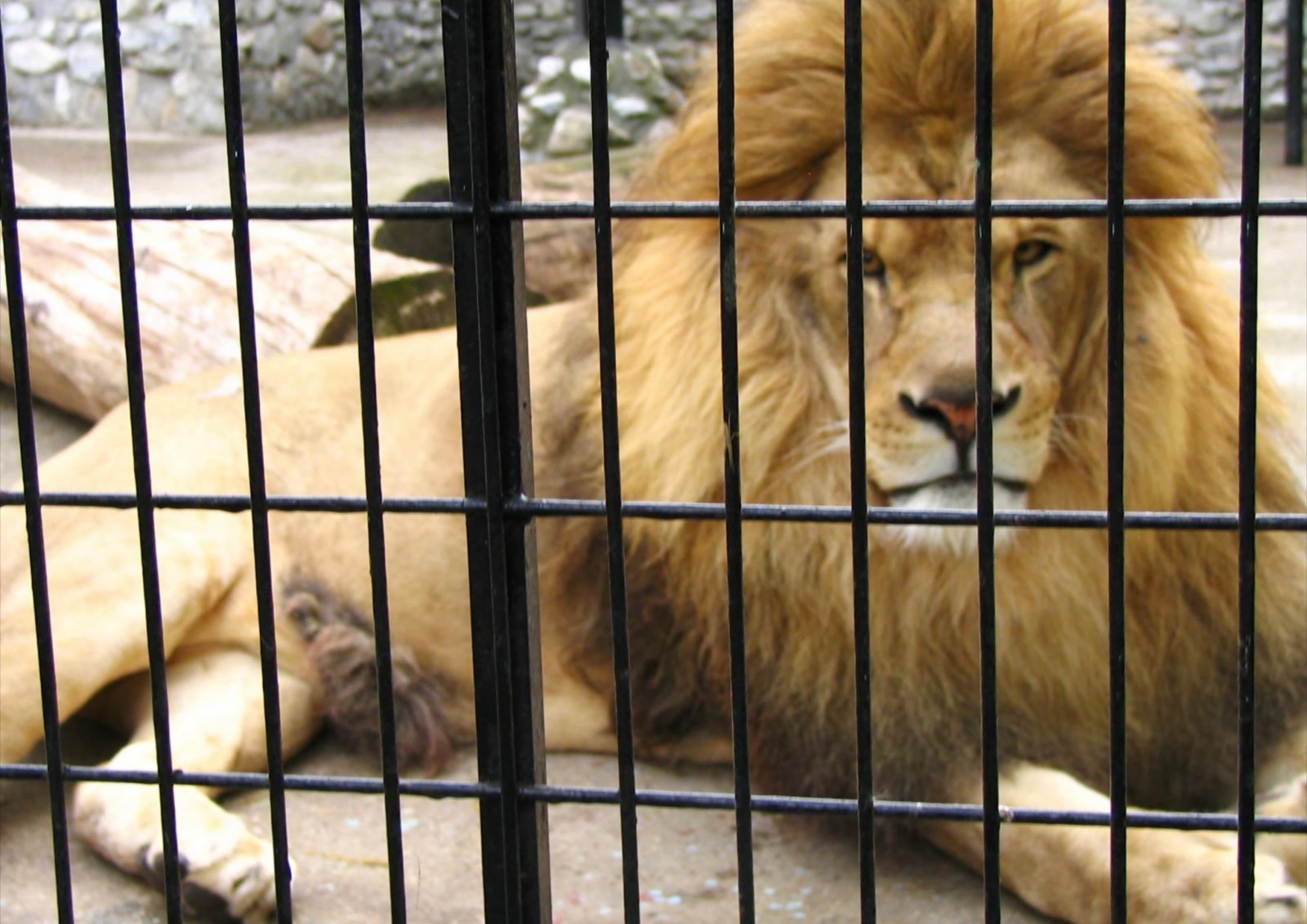 直辖重庆九龙坡区公路隔离栅供应河北金标供应