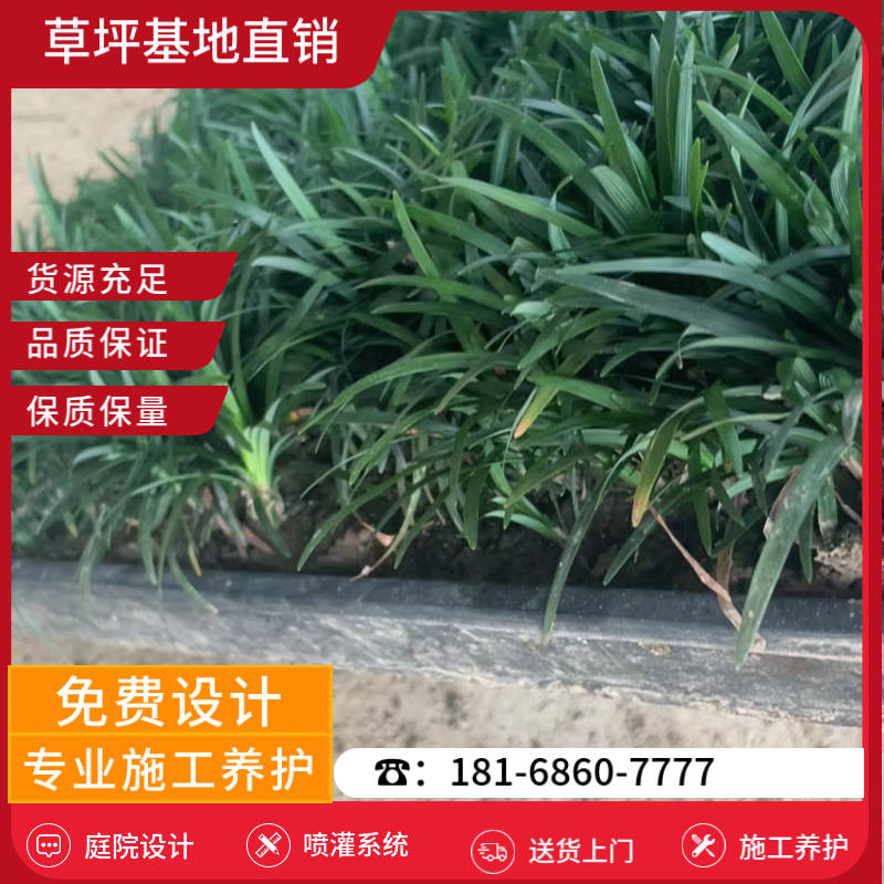 黄山草皮批发市场-黄山马尼拉草坪基地「在线咨询」-基地直销