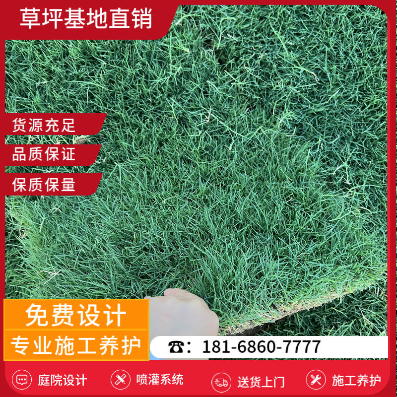 滁州草坪基地-滁州混播草坪「服务周到」-基地直销