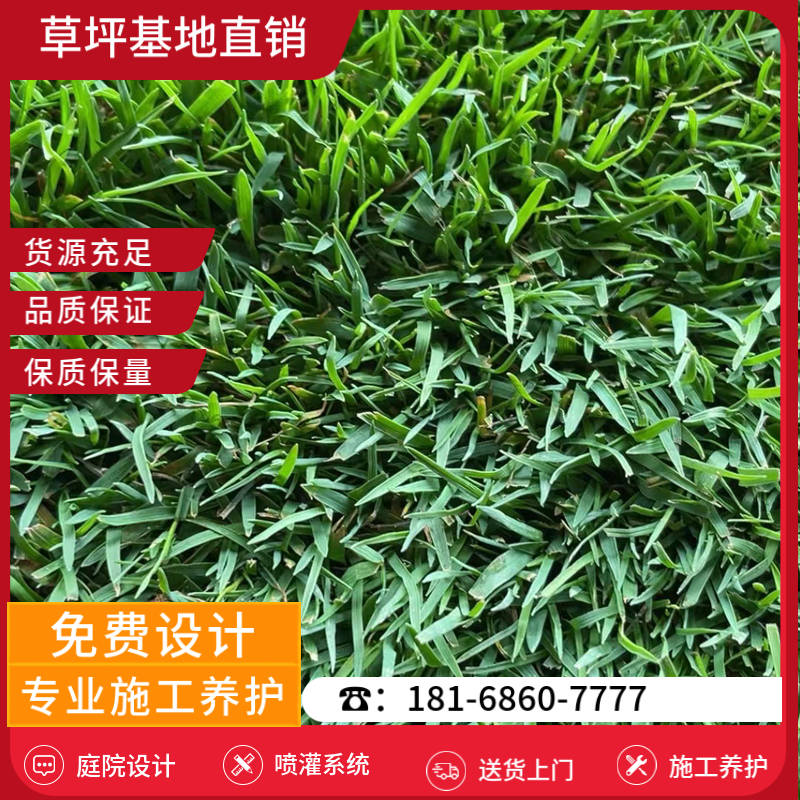 盱眙附近草坪基地电话-盱眙混播草坪基地「合作共赢」-基地直销