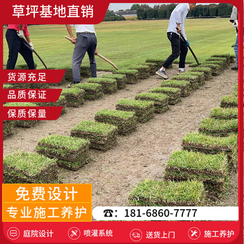 台州专业草坪批发-台州百慕大草坪基地「服务周到」-基地直销