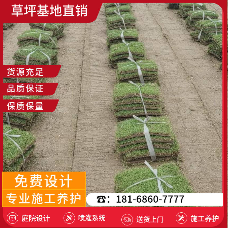 丰县草坪基地供应商有哪些-丰县中华结缕草草坪基地「价格」-基地直销