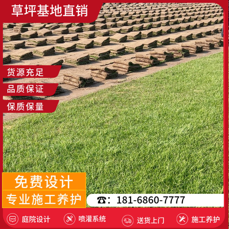 泰州草皮批发市场-泰州马尼拉草坪「草坪供应商」-基地直销