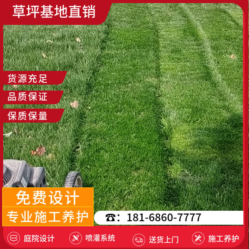 高淳草坪基地厂家有哪些公司-高淳足球场草坪基地「基地直销」-基地直销