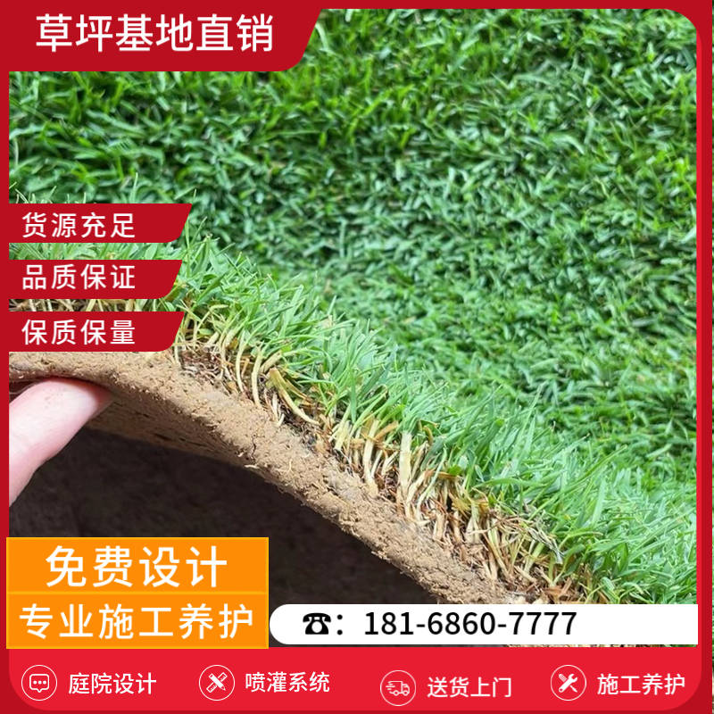 大丰草坪厂都有哪些-大丰公园草坪基地「最新价格」-基地直销