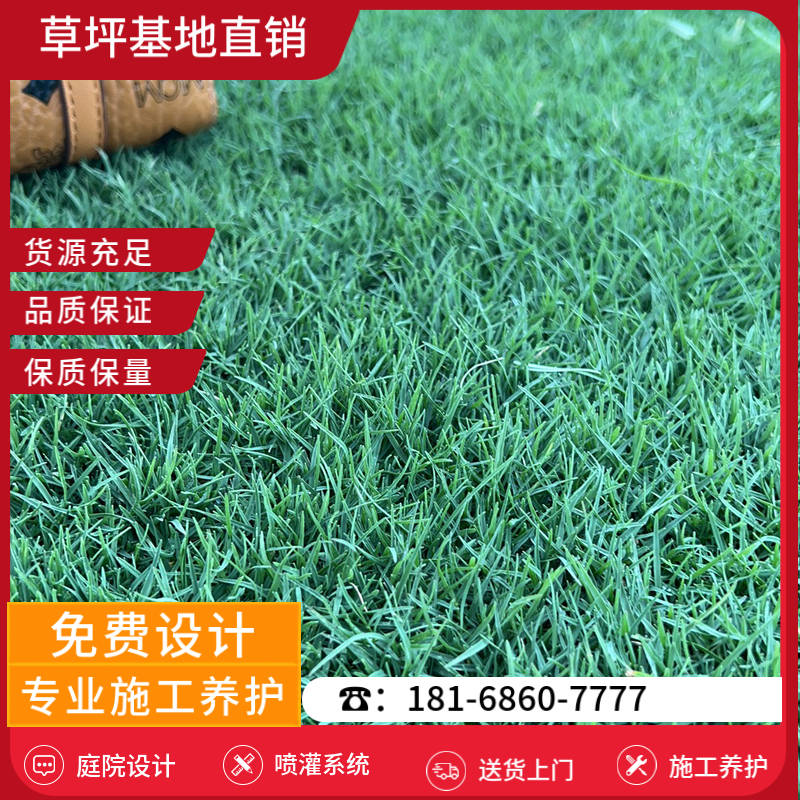 舟山草坪批发哪里便宜-舟山果岭草草坪基地「基地直销」-基地直销