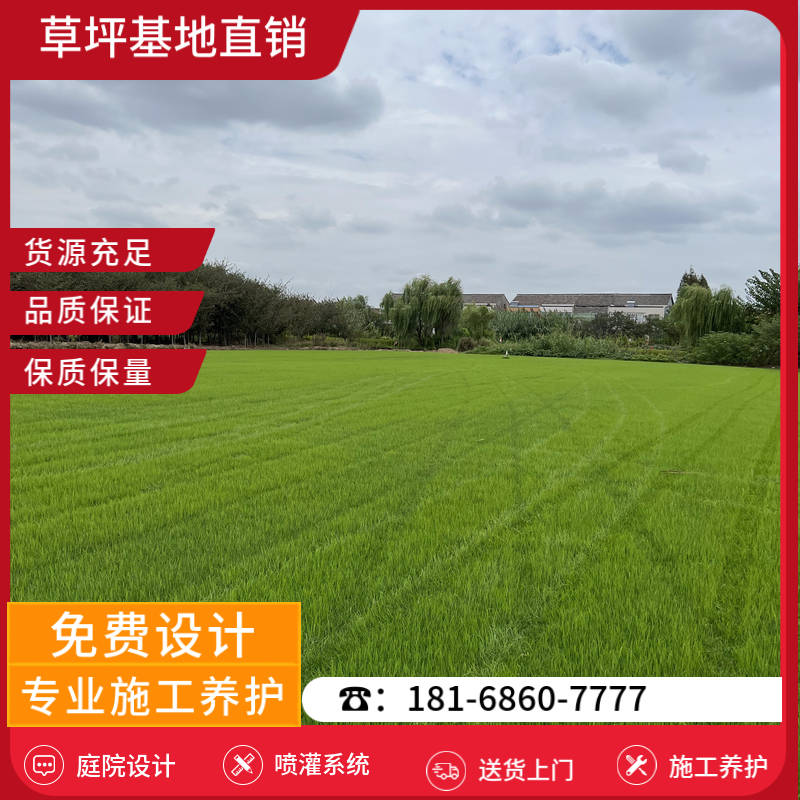 沛县草皮批发市场-沛县麦冬草草坪「十大草坪生产厂家」-基地直销