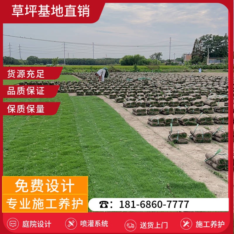 句容草坪销售基地-句容玉龙草草坪「草坪供应商」-基地直销