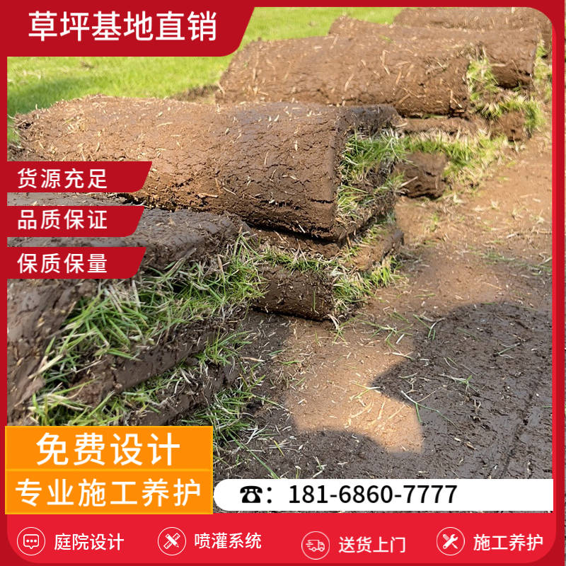 淮安草坪批发市场-淮安高羊茅草坪「的草坪批发基地」-基地直销