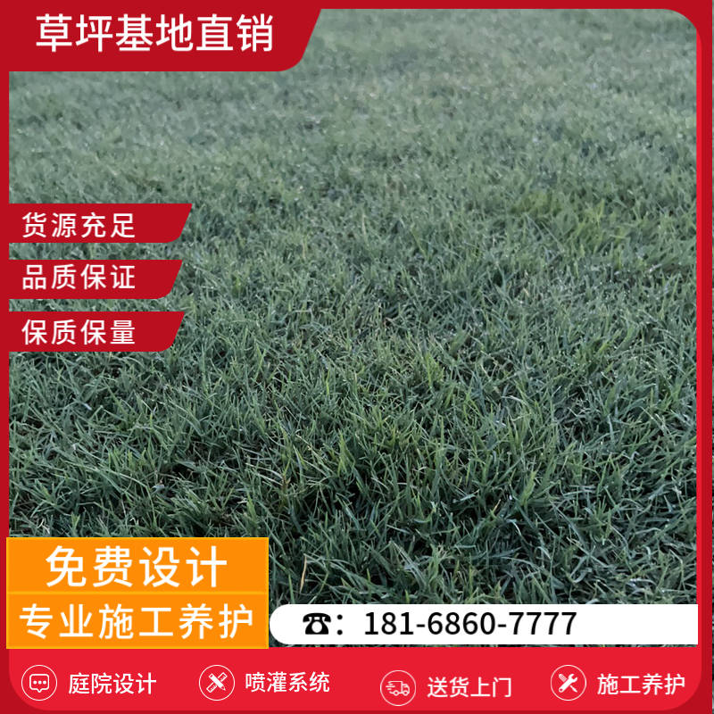 建湖草坪基地价格查询-建湖果岭草草坪基地「哪家好」-基地直销