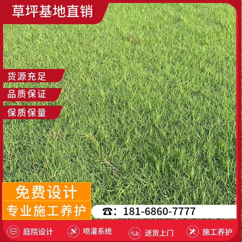 徐州草皮销售基地-徐州早熟禾草坪「草坪基地厂家电话号码」-基地直销