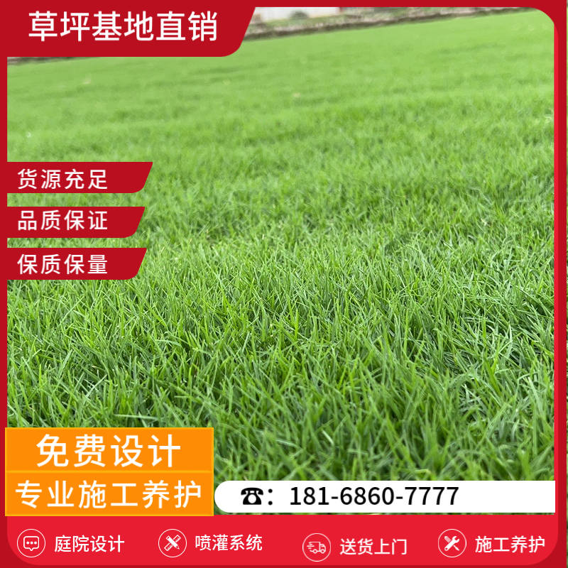 台州草皮基地-台州公园草坪「草坪批发基地在哪里」-基地直销