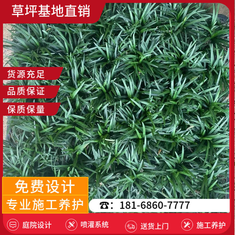 靖江草坪基地厂家有哪些-靖江马尼拉草坪基地「服务周到」-基地直销