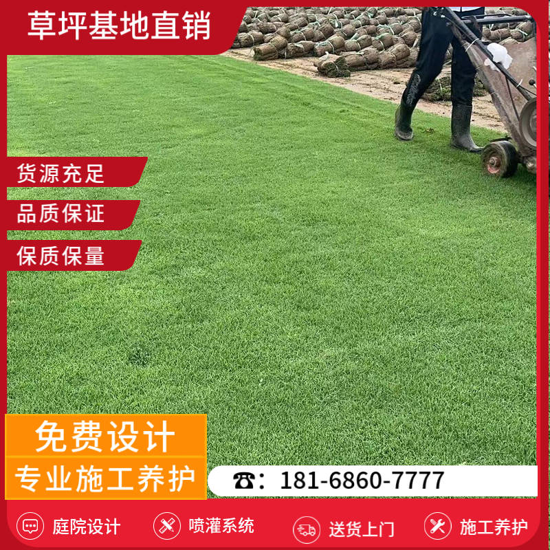 滨海草皮销售基地-滨海剪股颖草坪「草坪基地厂家」-基地直销