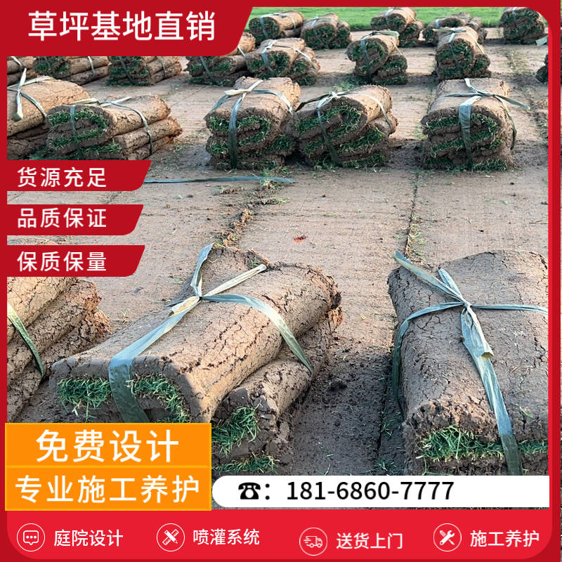 六合草皮批发市场-六合天堂草草坪「最好的草坪厂家」-基地直销