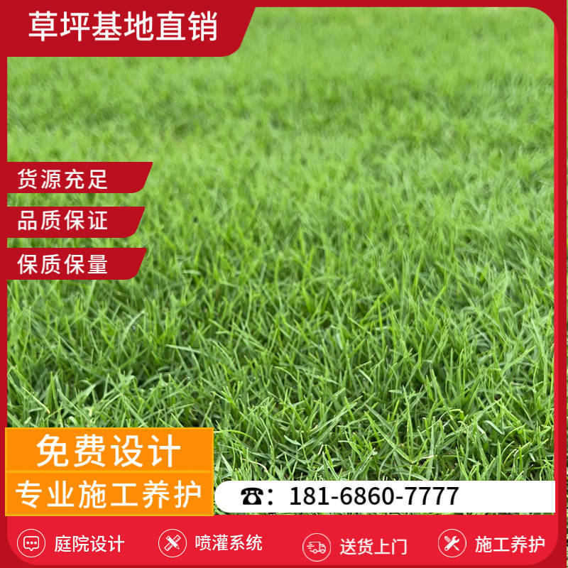 金湖草坪销售基地-金湖麦冬草草坪「价格优惠」-基地直销