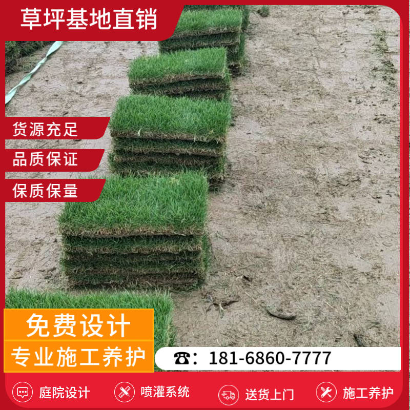 建湖草坪基地供应商电话-建湖足球场草坪基地「价格」-基地直销