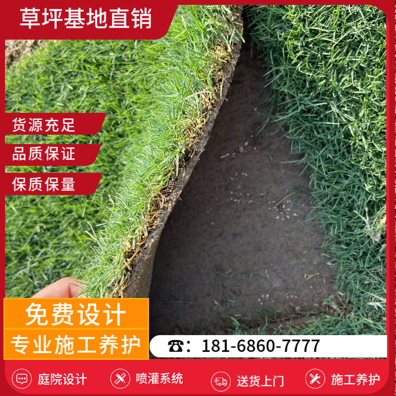 张家港草坪销售基地-张家港剪股颖草坪「草坪施工」-基地直销