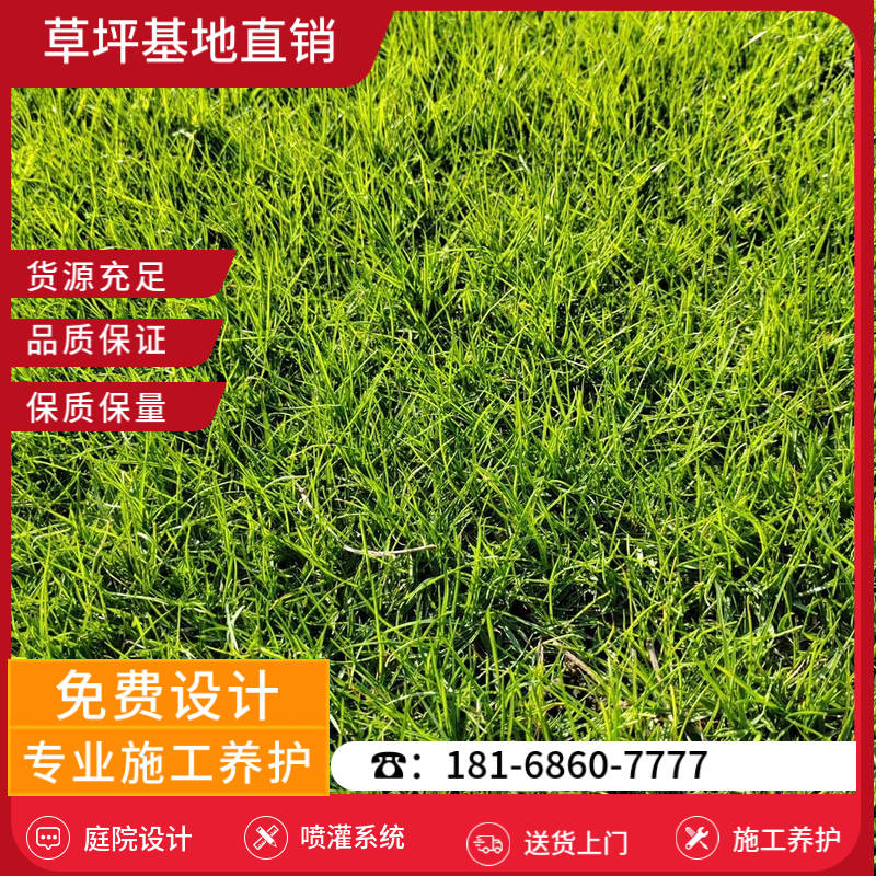 淮北草坪种植基地-淮北剪股颖草坪「草皮养护」-基地直销