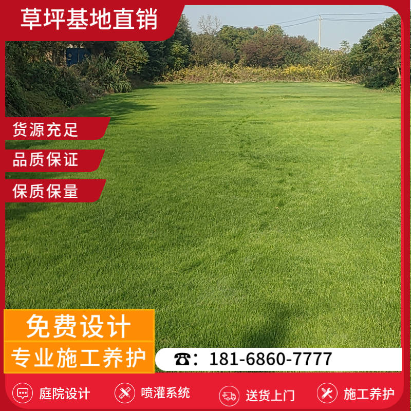 涟水草坪销售基地-涟水天堂草草坪「草坪厂家批发」-基地直销