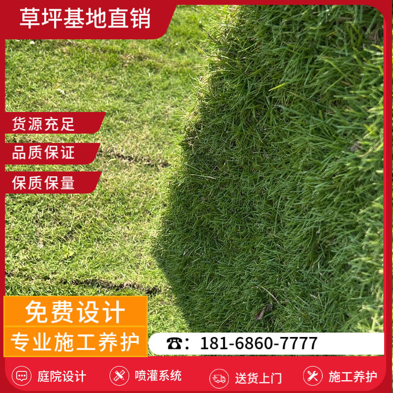 温州草皮基地-温州公园草坪「专业草坪批发」-基地直销