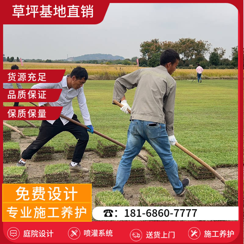 射阳草皮批发市场-射阳高尔夫球场草坪「草坪养护」-基地直销