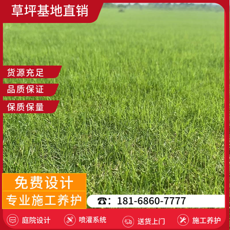 高淳草皮基地-高淳高尔夫球场草坪「草坪批发基地有哪些」-基地直销