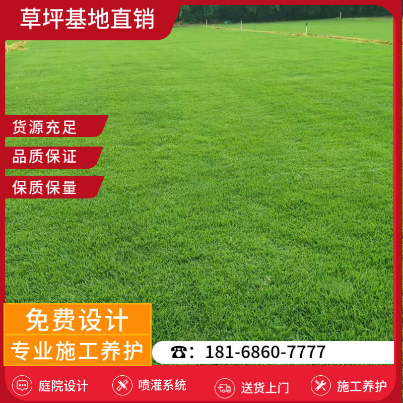 丰县附近哪里有草皮出售-丰县中华结缕草草坪基地「在线咨询」-基地直销