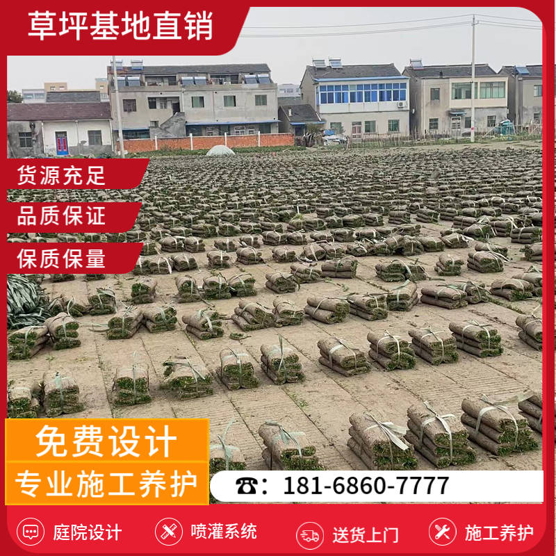 如皋附近草坪基地电话-如皋中华结缕草草坪基地「品质服务」-基地直销