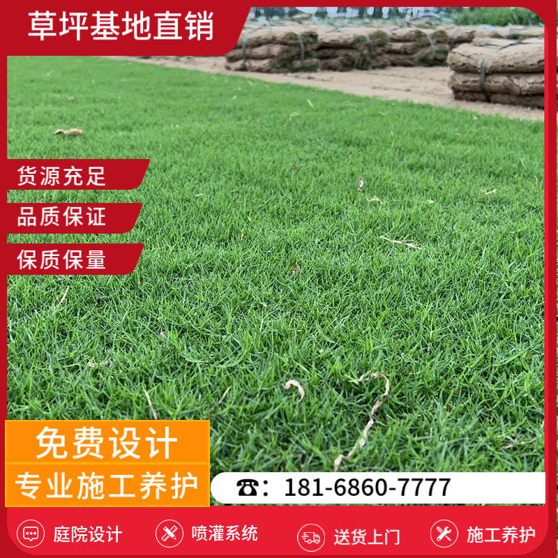 张家港草皮销售基地-张家港果岭草草坪「草坪批发基地在哪里」-基地直销
