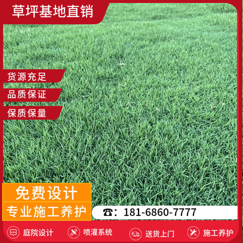 海门草皮养护-海门果岭草草坪基地「专业运输」-基地直销