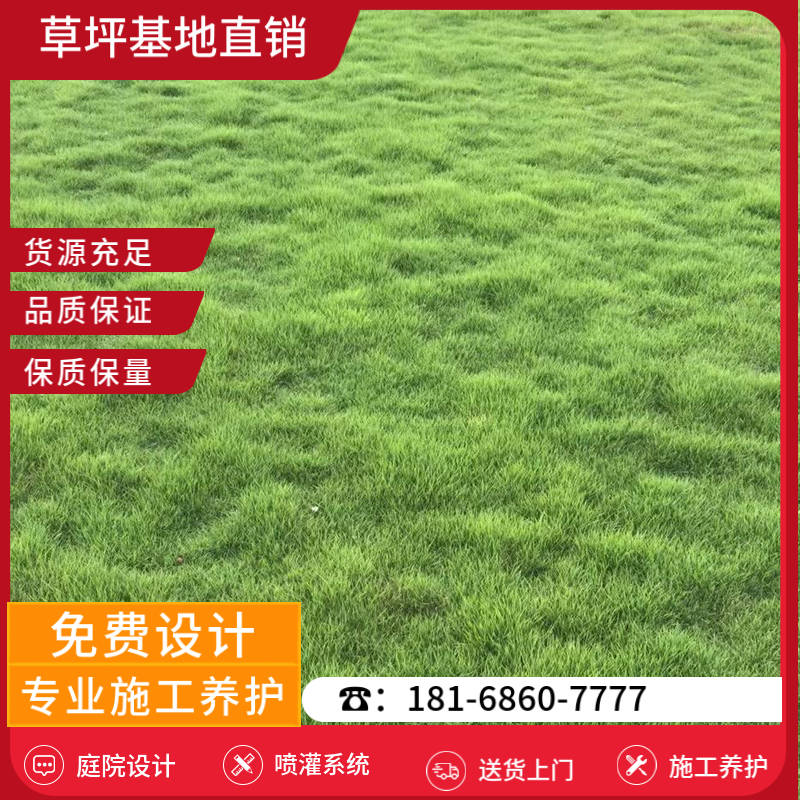 丹阳草坪基地哪家好-丹阳百慕大草坪基地「在线咨询」-基地直销