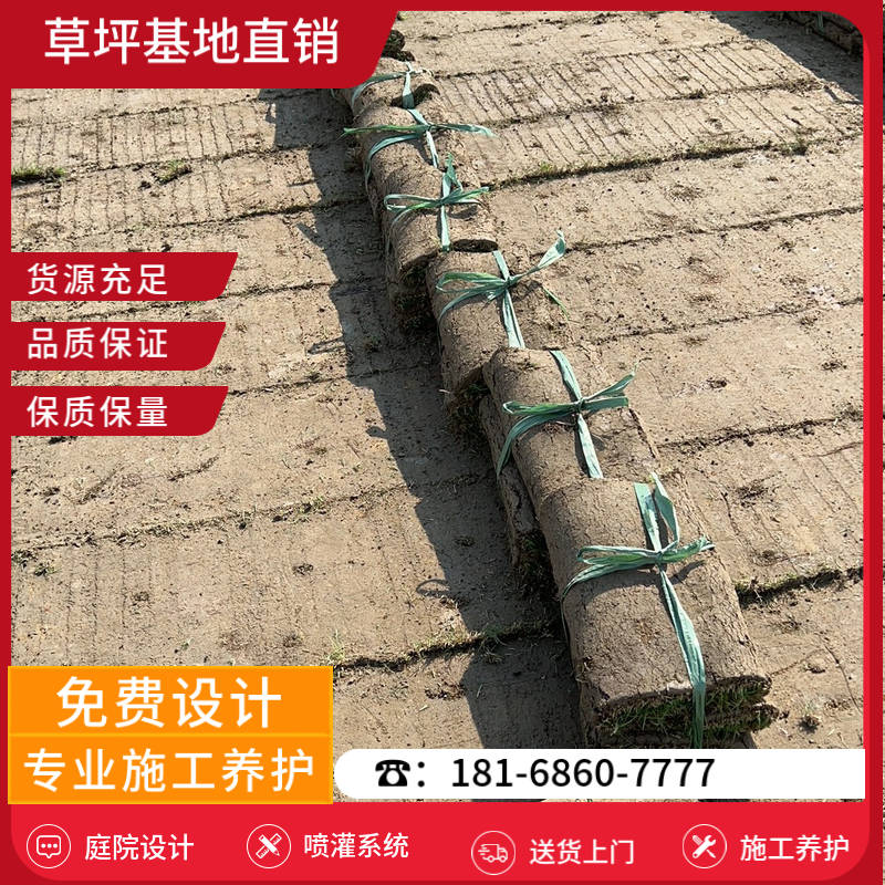 池州草坪基地-池州四季青草坪「草坪基地厂家前十」-基地直销